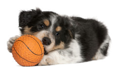 Tierarztpraxis Behandlung, kleiner Hund, Heimtierausweis