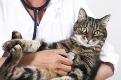 Katze, Tierarzt Herrmann, Praxis Tierpflege